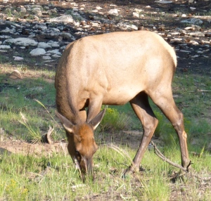 Elk...Grand Canyon july 2009